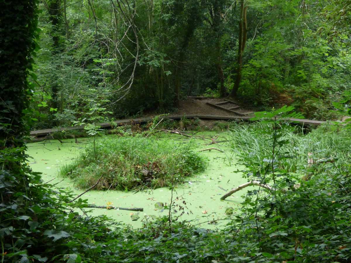 Moseley Bog